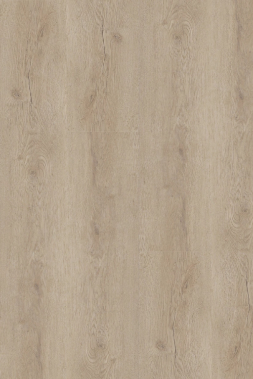 Tölgy Ficus ragasztandó