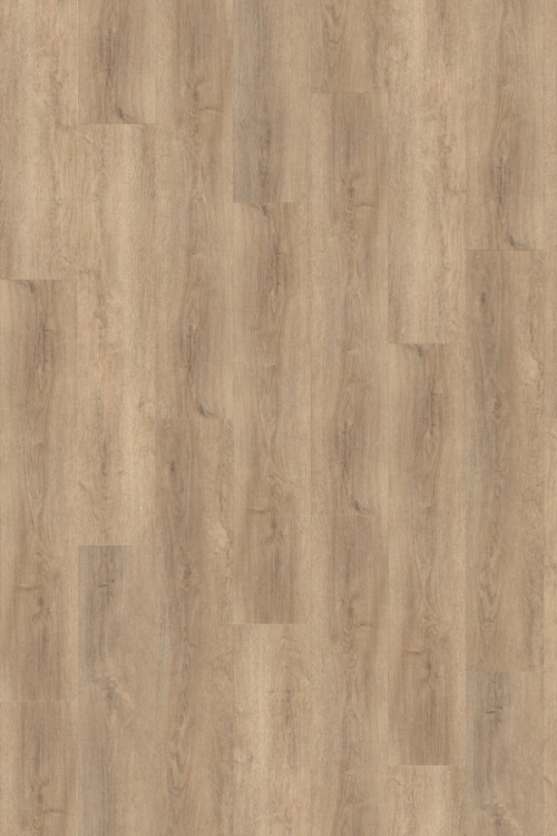 Tölgy Genista ragasztandó