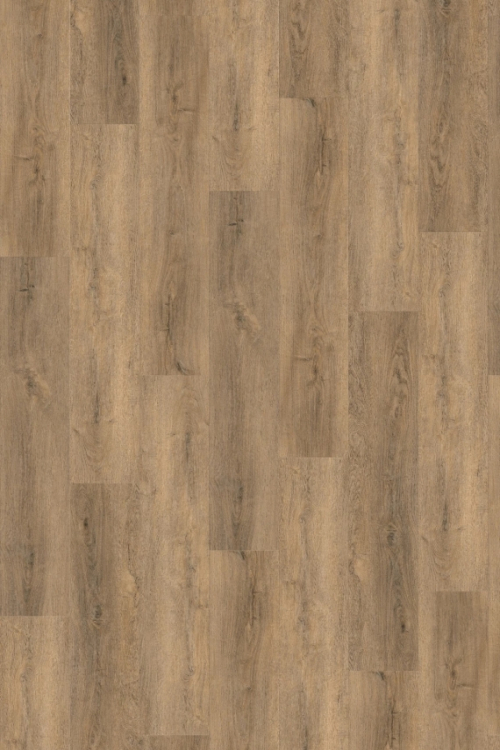 Tölgy Sophora Hybrid