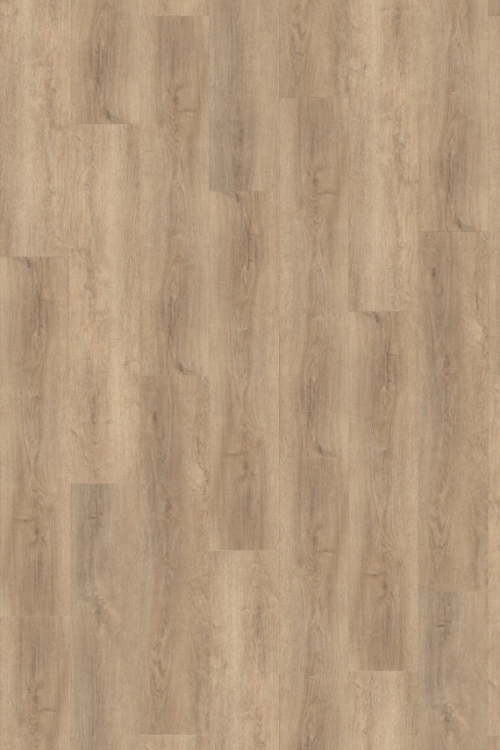 Tölgy Genista Hybrid