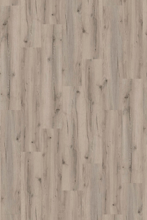 Tölgy Pistacia Hybrid