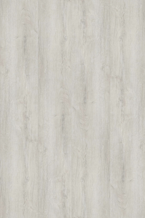 Tölgy Forsythia Hybrid